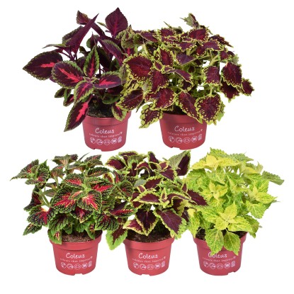 GROW by OBI Africká kopřiva (Plectranthus scutellarioides), 25 cm, pr. kv. 13 cm