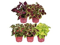 GROW by OBI Africká kopřiva (Plectranthus scutellarioides), 25 cm, pr. kv. 13 cm GROW by OBI Africká kopřiva (Plectranthus scutellarioides), 25 cm, pr. kv. 13 cm