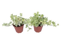 Břečťan bílý - barevný průměr květináče cca 9 cm Břečťan bílý - barevný průměr květináče cca 9 cm