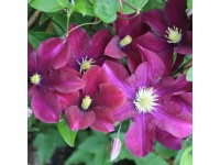 Plamének (Clematis Hybride) 