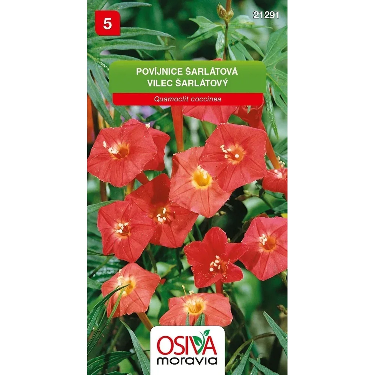 Semínka Povíjnice šarlatová (Quamoclit coccinea)