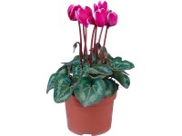 Brambořík Fantasia fialový pr. květináče cca 10,5 cm