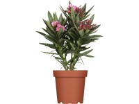 GROW by OBI Oleandru obecný (Nerium oleander) v květináči, pr. kv. ca. 20 cm