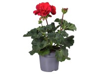 Q-Flower Muškát vzpřímený (Pelargonium zonale) 