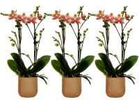 Orchidej motýlokvětá 