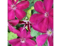 Plamének (Clematis Hybride) 