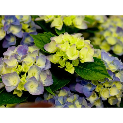 Hortenzie velkolistá "Blue Boogiewoogie" modrá výška cca 50 - 60 cm