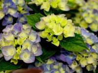 Hortenzie velkolistá Hortenzie velkolistá