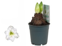 Hvězdník (Hippeastrum hybride), bílá, pr. 12 cm