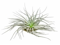 Tillandsie stříbrná výška cca 5-10 cm Tillandsia