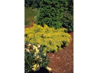 OBI Jalovec Pfitzerův 