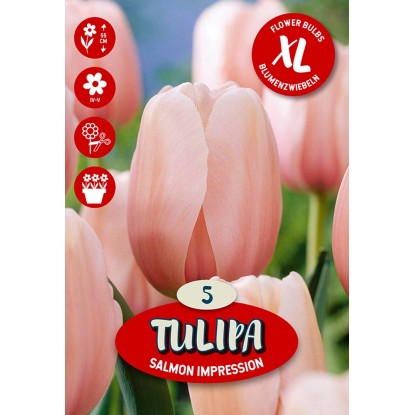 Květinová cibulka tulipánu (Tulipa Darwin Salmon Impression)