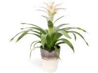 Aranžmá s guzmánií v bílohnědé keramické nádobě, průměr květináče cca 13 cm Aranžmá s guzmánií v bílohnědé keramické nádobě, průměr květináče cca 13 cm