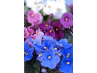 Royal Lemkes Fialka Africká (Saintpaulia ionantha) cca výška 15-20 cm, pr. 12 cm Royal Lemkes Fialka Africká (Saintpaulia ionantha) cca výška 15-20 cm, pr. 12 cm