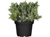 OBI Jalovec polehlý OBI Jalovec polehlý