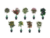 Rostlina na kmínku v květináči, výška cca 75 cm, pr. cca 19 cm, různé druhy