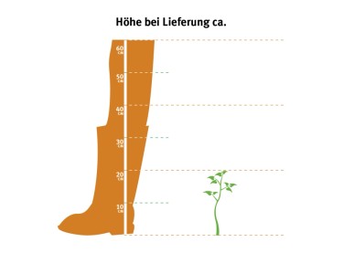 OBI Aloe vera 15-20 cm, pr. kvtine 12 cm