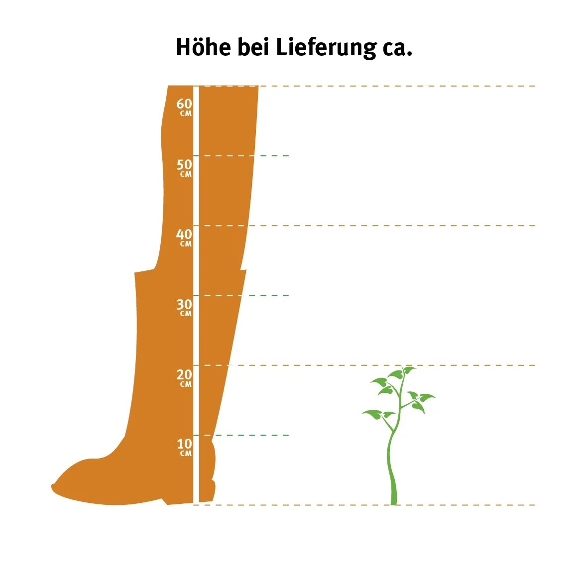 OBI Aloe vera 15-20 cm, pr. kvtine 12 cm