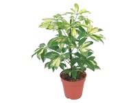 GROW by OBI Šeflera Gerda průměr květináče cca 14 cm GROW by OBI Šeflera Gerda průměr květináče cca 14 cm