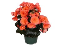 GROW by OBI Begónie Elatior oranžová průměr květináče cca 13 cm