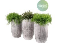 Korálový kaktus různé odrůdy v kamenné nádobě výška cca 35 cm průměr květináče c