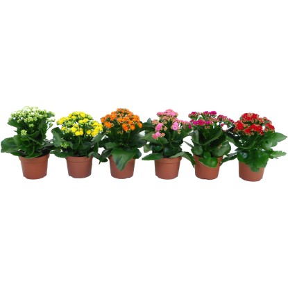 Kolopejka různé barvy průměr květináče cca 12 cm Kalanchoe