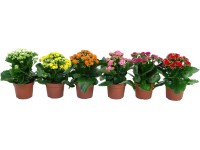 Kolopejka různé barvy průměr květináče cca 12 cm Kalanchoe