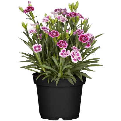 Grow by OBI Hvozdík zahradní "I love you" (Dianthus caryophyllus), pr.kv. 14 cm