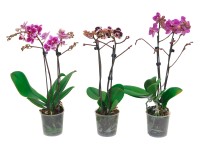 Orchidej Phalaenopsis Multiflora Spotty 2výhonková