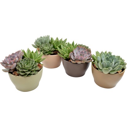 Aranžmá sukulentů v keramickém květináči, pr. cca 13 cm