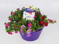 Venkovní rostliny aranžmá tři druhy pr. 23 cm