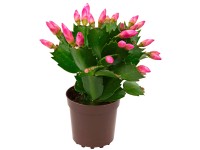 Vánoční kaktus Mini Flame mix