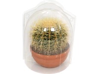 Kaktus v ochranném obalu průměr květináče cca 21 cm Kaktus v ochranném obalu průměr květináče cca 21 cm