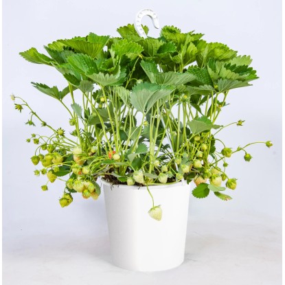 Jahodník velkoplodý (Fragaria ananassa) v závěsném květináči, pr. kv. cca 21 cm