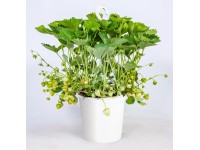 Jahodník velkoplodý (Fragaria ananassa) v závěsném květináči, pr. kv. cca 21 cm