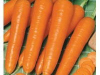GardenSeed Premium Výsevný pásek Mrkev Cidera 5 m