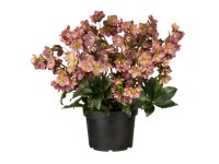 Čeměřice (Helleborus x glandorfensis) Čeměřice (Helleborus x glandorfensis)