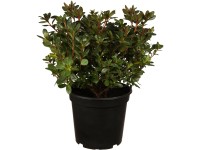 OBI Azalka japonská OBI Azalka japonská