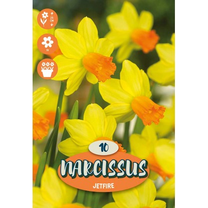 Květinová cibulka Narcissus ''Jetfire'', žlutá, 10 ks