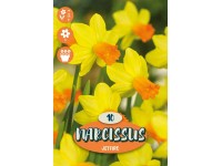 Květinová cibulka Narcissus ''Jetfire'', žlutá, 10 ks