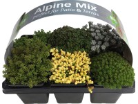 OBI Rozchodník mix balení 6 ks průměr květináče cca 7 cm Sedum OBI Rozchodník mix balení 6 ks průměr květináče cca 7 cm Sedum