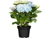 Hortenzie velkolistá Hortenzie velkolistá