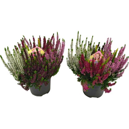 Vřes obecný "Calluna vulgaris" Beauty Ladies - High Five, pr. cca 17 cm