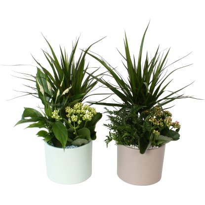 Aranžmá rostlin v keramické nádobě typ 1, pr.květináče cca 16 cm