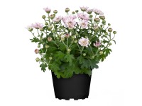 OBI Listopadka indická (Chrysanthemum indicum) výška 10 cm, pr. 11 cm