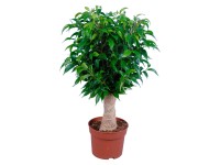 GROW by OBI Fíkus malolistý 