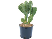 GROW by OBI Opuncie mexická (Opuntia ficus indica) výška 15-20 cm, květináče 3 l