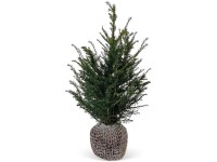 Landgard Tis červený (Taxus baccata) výška 80-100 cm, 30 ks Landgard Tis červený (Taxus baccata) výška 80-100 cm, 30 ks