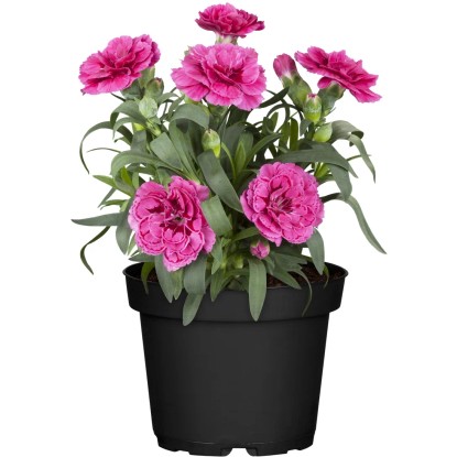 Hvozdík zahradní (Dianthus caryophyllus), různé barvy, pr. kv. cca 12 cm