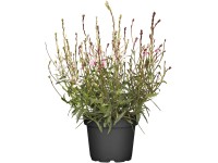 OBI Svíčkovec průměr květináče cca 13 cm Gaura